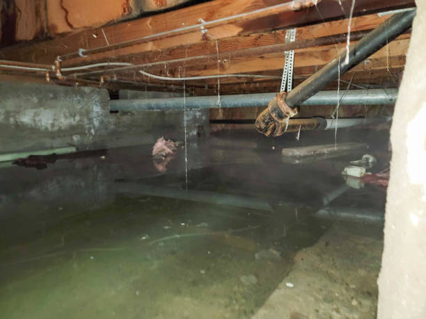 Best Water damage cleanup near me  in Mertzon, TX