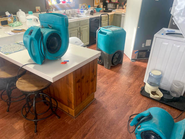 Best Mold removal after water damage  in Mertzon, TX